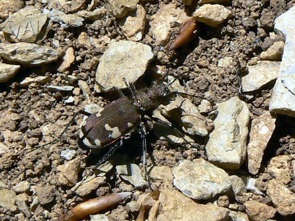 Cicindela hybrida