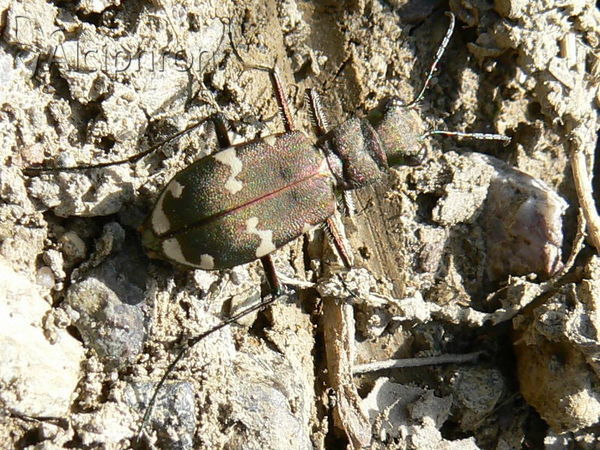 Cicindela hybrida