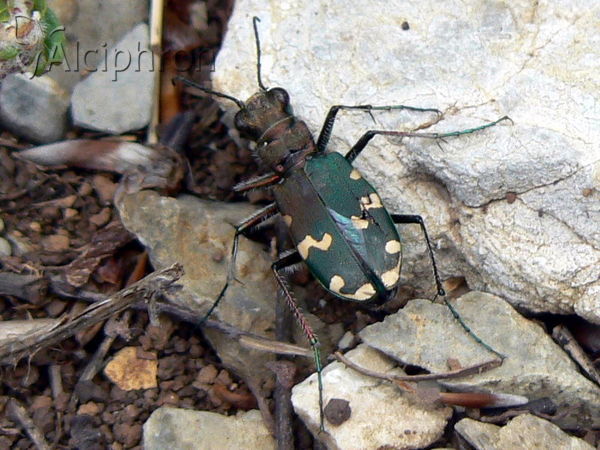Cicindela hybrida