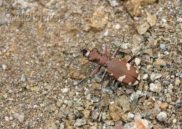 Cicindela hybrida
