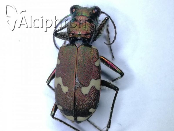 Cicindela sylvicola