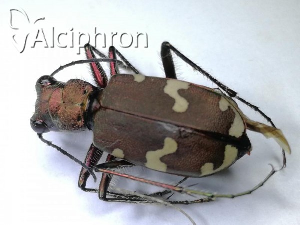 Cicindela sylvicola