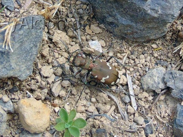 Cicindela sylvicola
