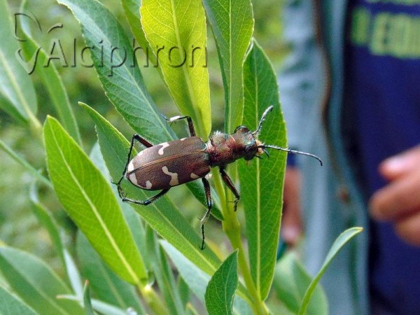 Cicindela sylvicola