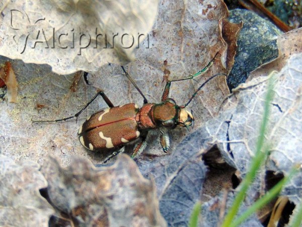 Cicindela sylvicola