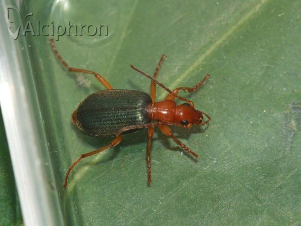 Brachinus crepitans