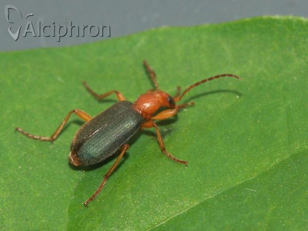Brachinus crepitans