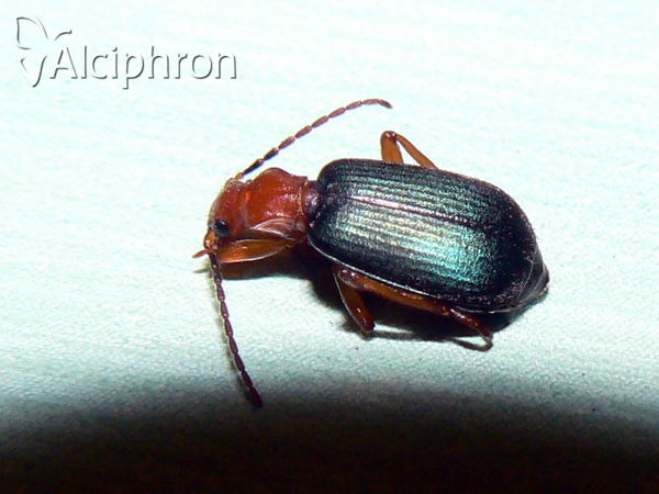 Brachinus crepitans
