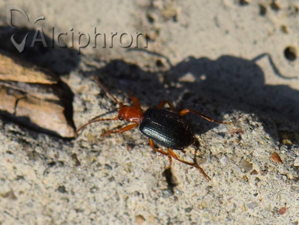 Brachinus crepitans