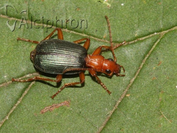 Brachinus crepitans