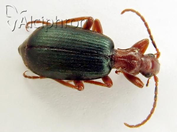 Brachinus crepitans