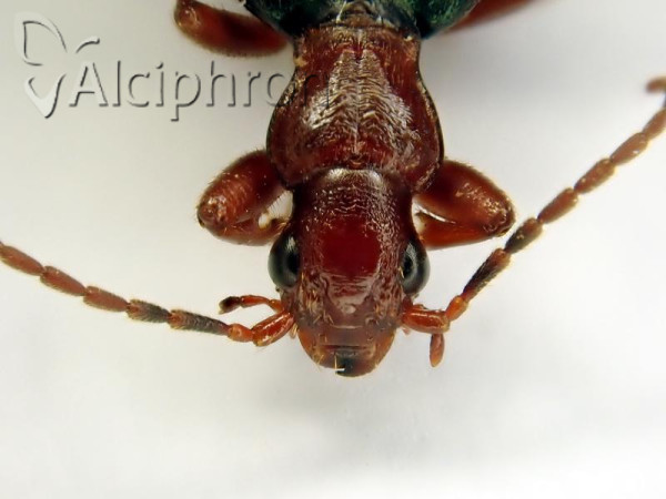 Brachinus crepitans