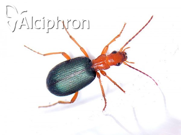 Brachinus elegans