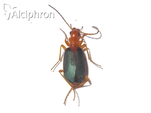 Brachinus plagiatus
