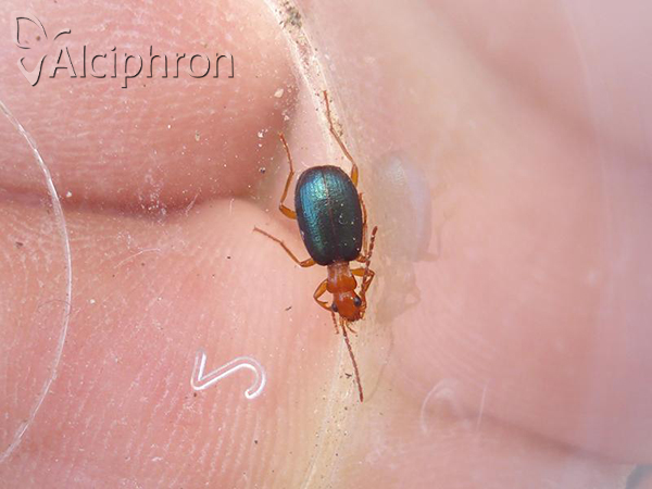 Brachinus explodens