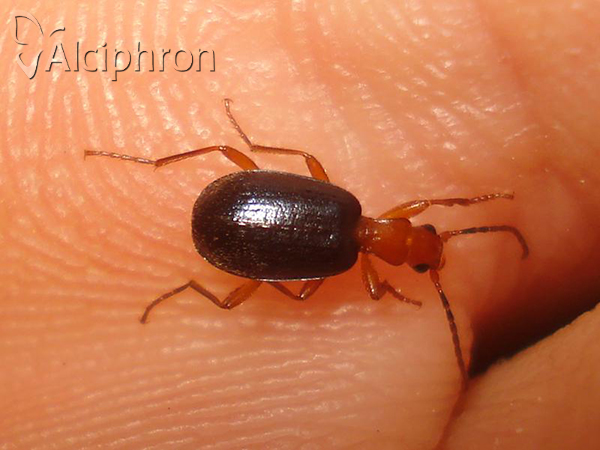 Brachinus explodens