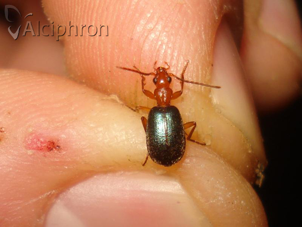 Brachinus explodens
