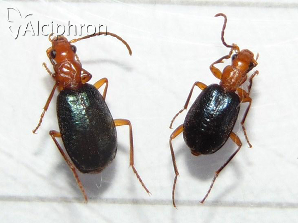 Brachinus explodens