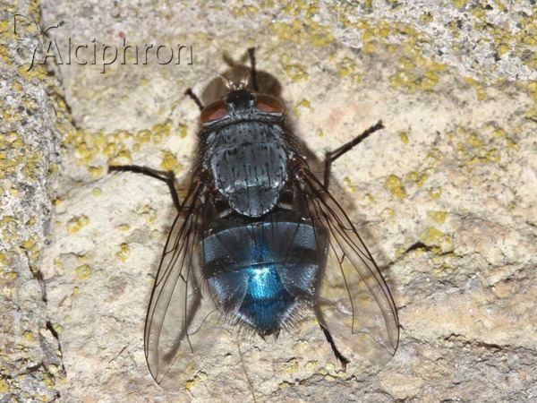 Calliphora vicina