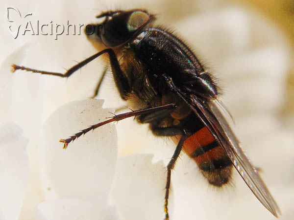 Stomorhina lunata
