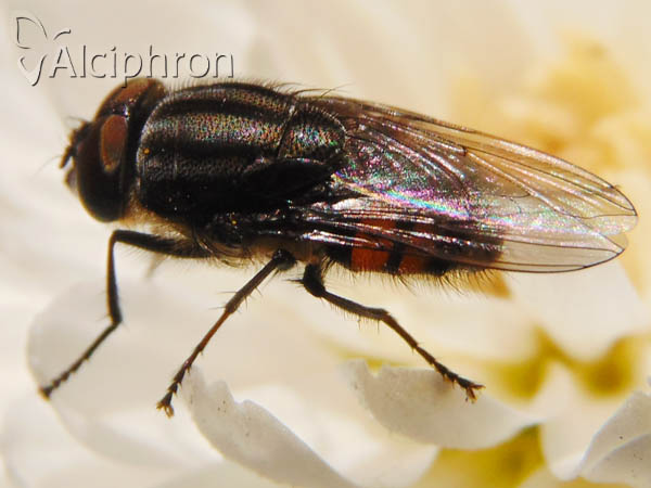 Stomorhina lunata