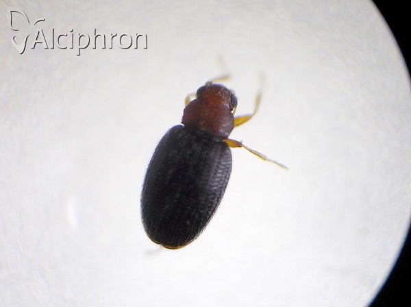 Melanophthalma distinguenda