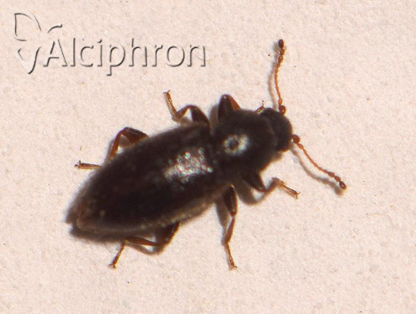 Corticaria obscura