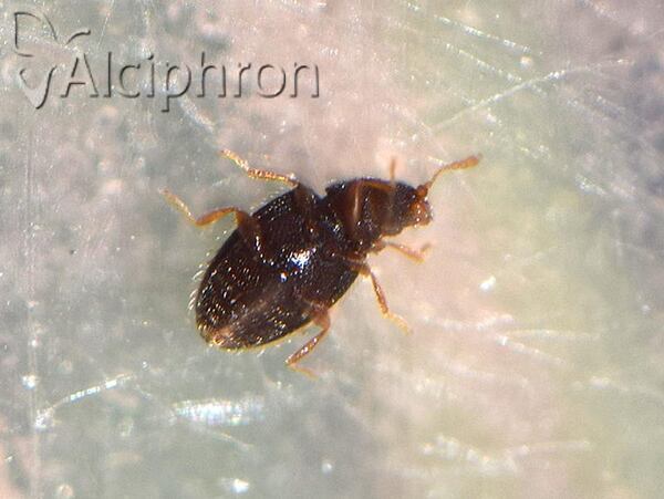 Latridius minutus