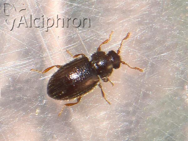 Latridius minutus