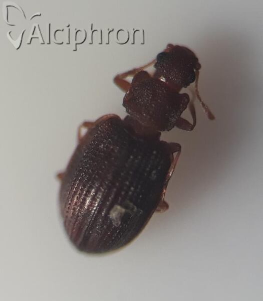 Latridius minutus