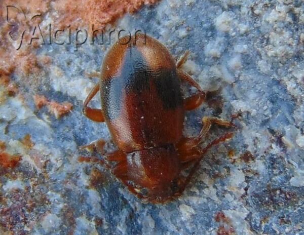 Dapsa denticollis