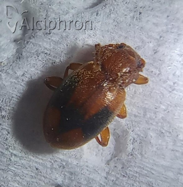 Dapsa denticollis