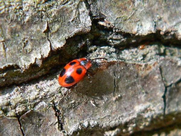 Endomychus coccineus