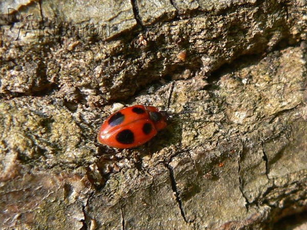 Endomychus coccineus