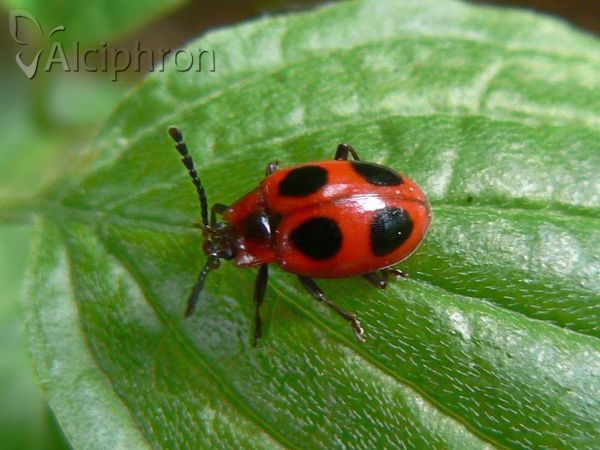 Endomychus coccineus
