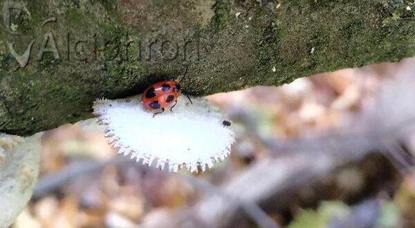 Endomychus coccineus