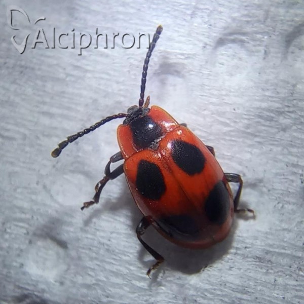 Endomychus coccineus