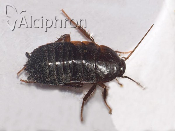 Blatta orientalis