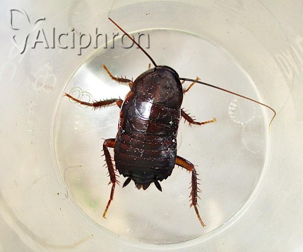 Blatta orientalis
