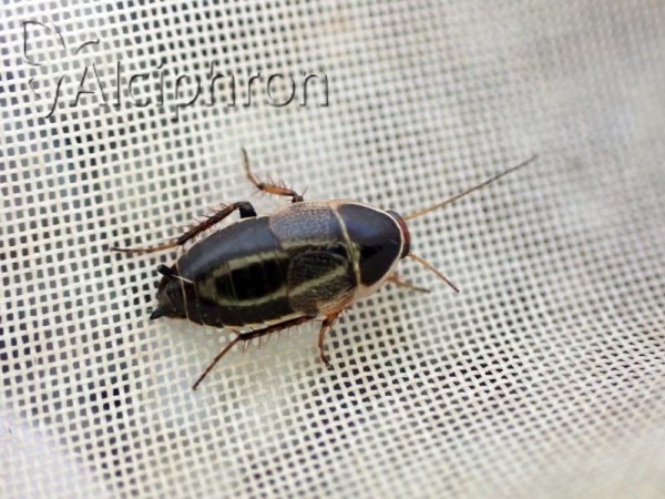 Phyllodromica pulcherrima