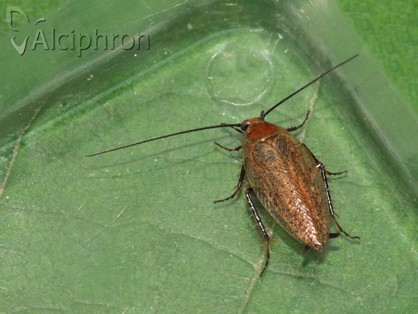 Ectobius lapponicus