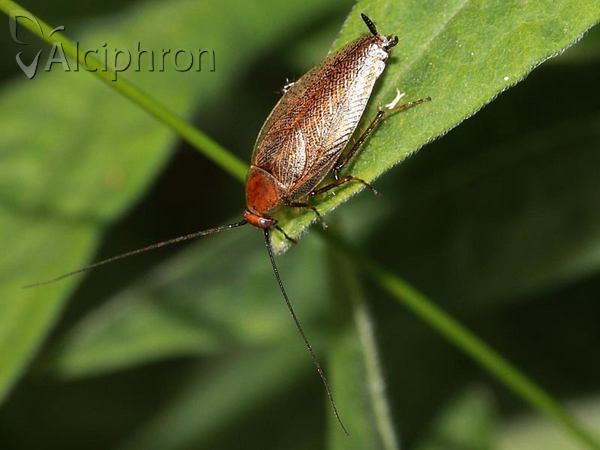 Ectobius lapponicus