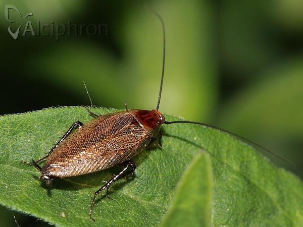 Ectobius lapponicus