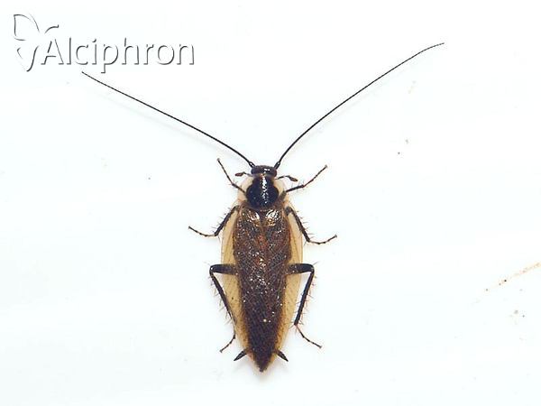 Ectobius lapponicus
