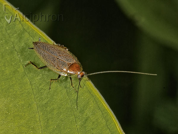 Ectobius lapponicus