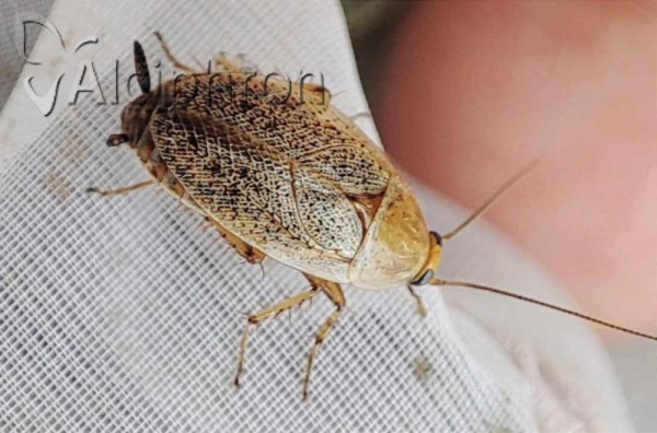Ectobius pallidus