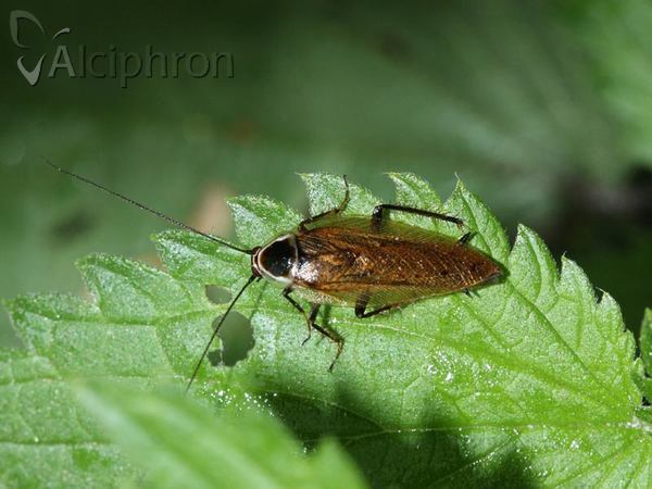 Ectobius sylvestris