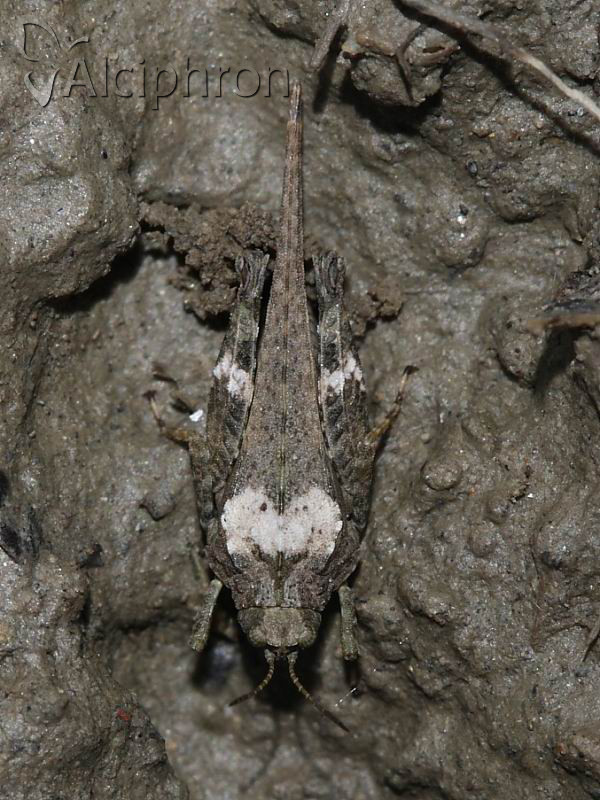 Tetrix bolivari
