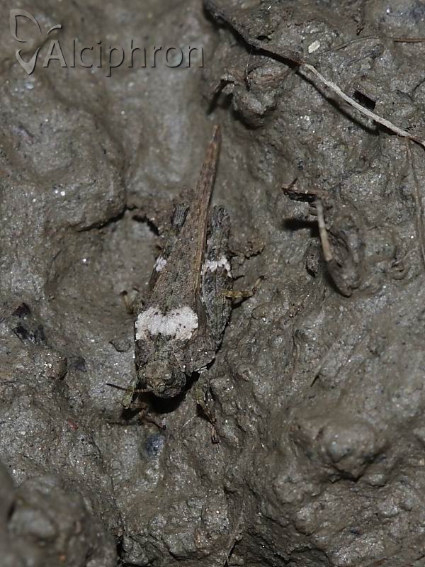 Tetrix bolivari