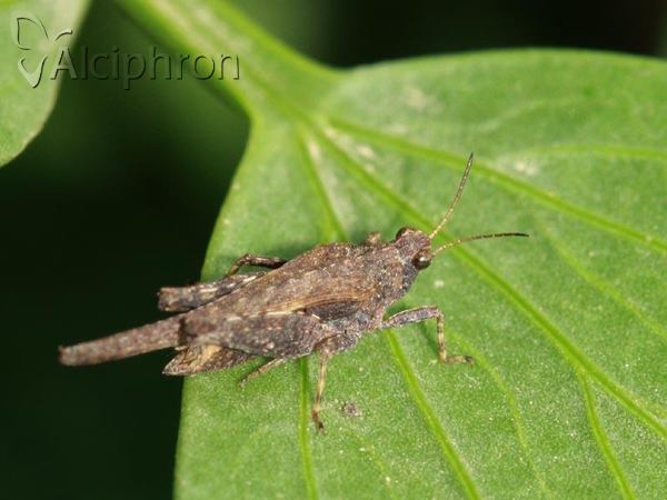 Tetrix subulata